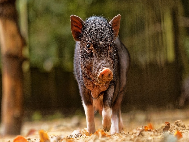 成都惜缘试管代生机构:怀二胎孕吐反应特大,和孕妇自身以及胎儿都有关